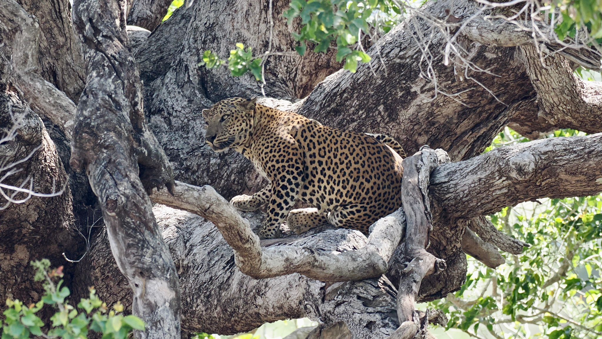MANUAL_REPLACE: [Insert high-res thumbnail for Nature & Wildlife Safaris]